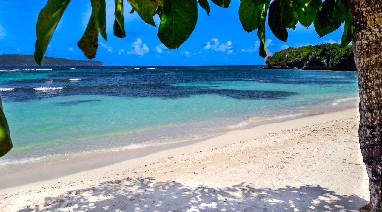 Jasmine La Playita - Ocean Front Leilighet Las Galeras Eksteriør bilde
